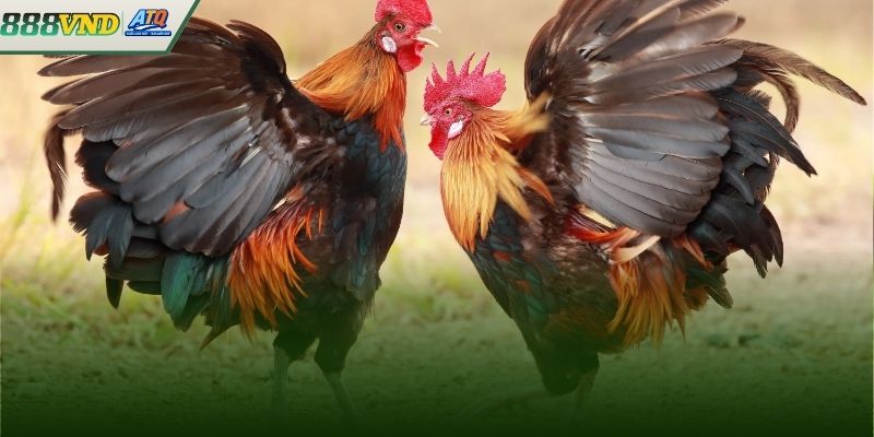 Các sân chơi cung cấp trận đấu đá gà 888vnd chất lượng